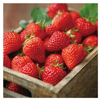 直供草莓苗价位