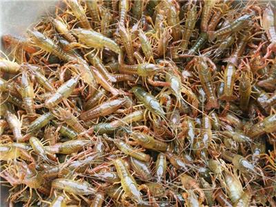 湖北潜江小龙虾苗多少钱一斤，一斤多少尾，养殖基地在哪里