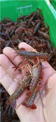 潜江哪里有小龙虾苗出售现在多少钱一斤怎样养殖龙虾产量高