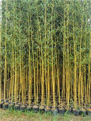 竹子基地 早园竹价格，金镶玉竹子价格，紫竹价格