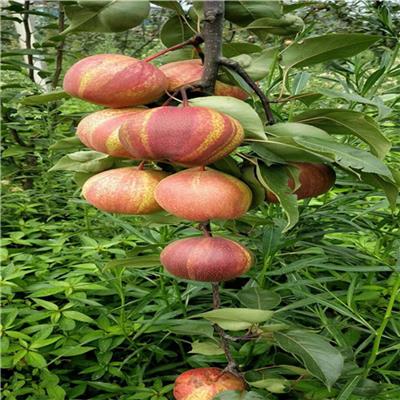 2020年早酥红梨树苗品种介绍