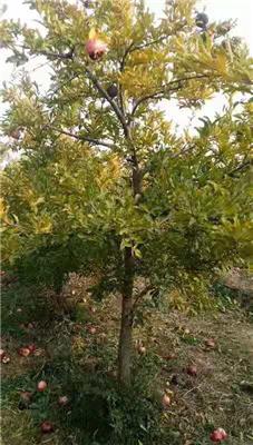低价桃树 5.6.7.8.10公分桃树规格 山西桃树基地