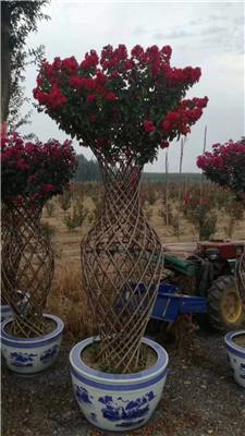 开远园艺紫薇花瓶高度1.5米红花紫薇造型树