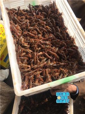 江苏小龙虾 池塘养殖小龙虾 龙虾价格