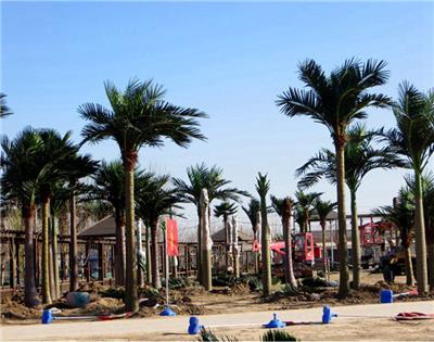棕榈树制作 西安棕榈树 免费提供设计 仿真棕榈树厂