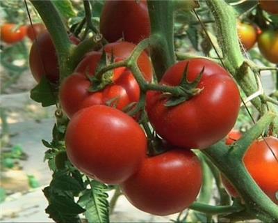 食堂蔬菜配送—番茄