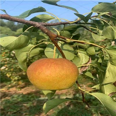 梨树新品种适应海拔高度 新梨七号梨树苗批发价格
