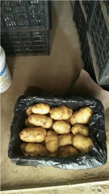 青岛优质土豆供应