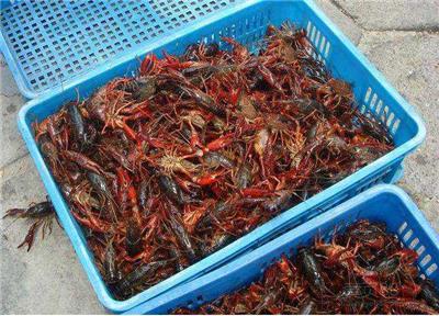 江苏小龙虾 龙虾品种 养虾一亩一般赚多少