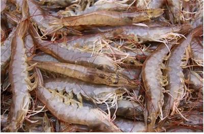 养殖对虾的风险和利润