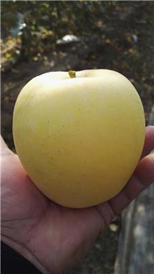 矮化苹果树苗价格行情价格优惠