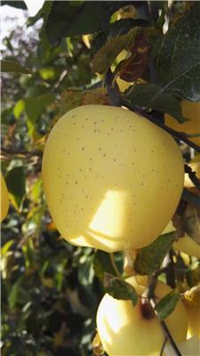 鲁丽矮化苹果树苗新品种产地直销