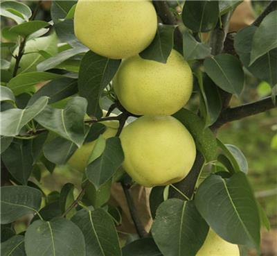 绿宝石梨树苗批发产品质量保证