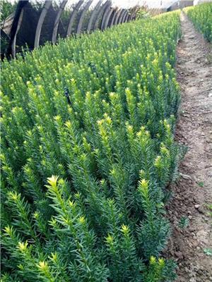 红豆杉苗的种植方法及养护管理