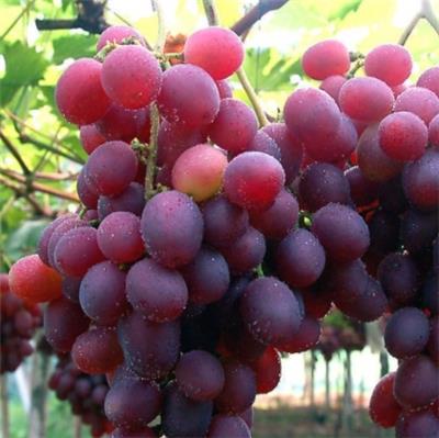 凯源 葡萄提取物 红酒多酚30% 现货包邮 多种果粉 可定制