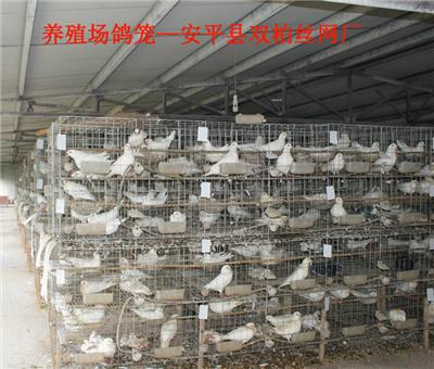 厂家出售三层鸽笼12笼位鸽笼加密式