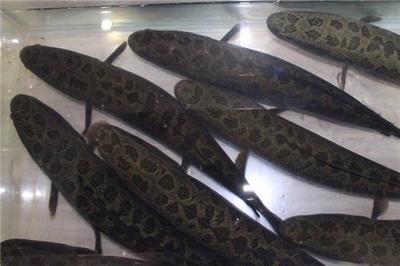 养殖黑鱼的注意事项黑鱼养殖技术