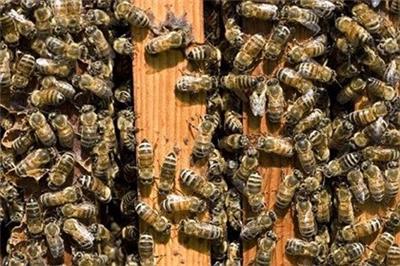 中蜂种蜂意蜂出售转让，中蜂蜂群，意蜂蜂群，种蜂蜂群蜂场