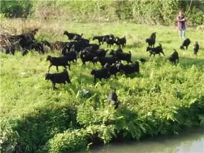 养殖黑山羊是圈养还是放养？