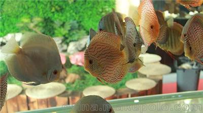 七彩神仙 熱帶魚活體觀賞魚 阿蓮卡紅妃豹點黃金天子藍 漁場直銷