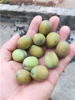 白沙黎族自治县白莲藕种批发几个 产品质量保证