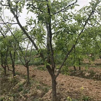 山西12公分枣树出售 根系发达 量大优惠