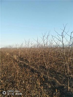 5公分枣树产地 根系发达 质量可靠