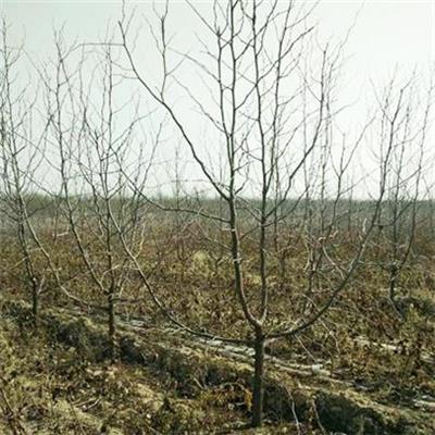 15公分枣树产地 根系发达 园林景观
