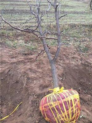 5公分枣树产地 耐贫瘠 质量可靠
