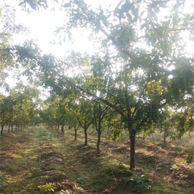15公分枣树出售 易管理 园林绿化