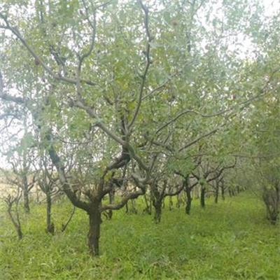 山西10公分枣树产地 根系发达 园林绿化