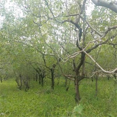 山西12公分枣树产地 根系发达 园林景观