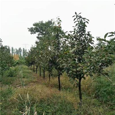 山西地径15公分柿子树产地小区绿化 生长快 诚信经营