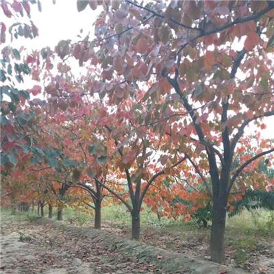 山西16公分柿子树产地小区绿化 品种好 欢迎选购