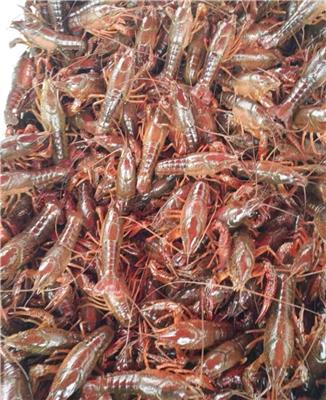 小龙虾养殖技术 小龙虾苗价格 种虾价格