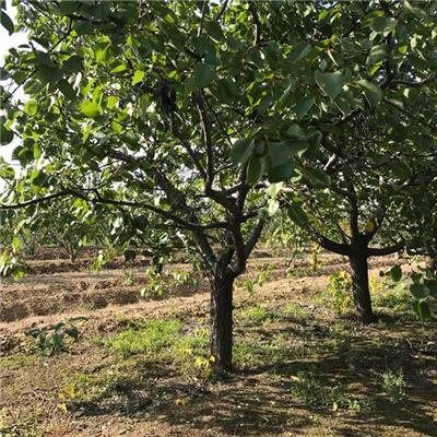 6公分杏树产地观果观花 厂家供应