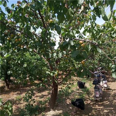 山西15公分杏树产地量大优惠 大量出售