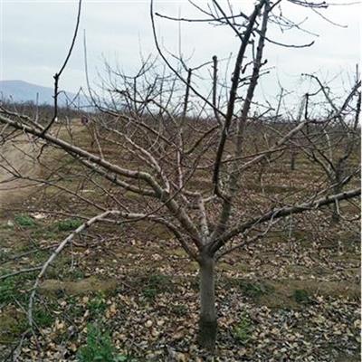 20公分苹果树批发产地直供 种植基地