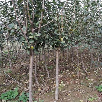 18公分苹果树产地量大优惠 厂家供应