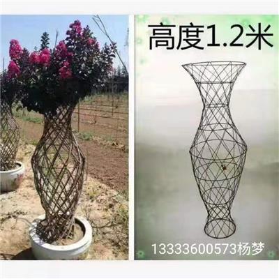 苗木绿化造型，紫薇造型花瓶造型树，紫薇造型花瓶磨具