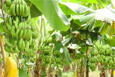 供应广西香蕉苗产区 西贡蕉苗 粉蕉苗 皇帝蕉苗 芭蕉苗价格表