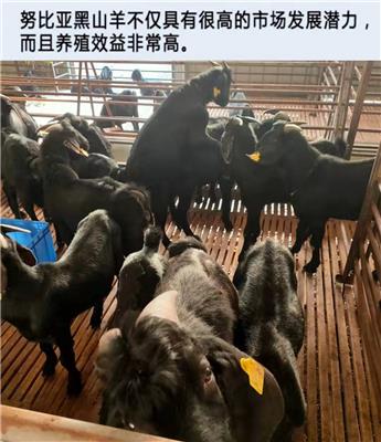 中国较好的黑山羊品种 山羊价格多少钱一斤