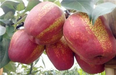 早酥红梨树苗多少钱一棵啊-批发1-2公分精品梨树苗