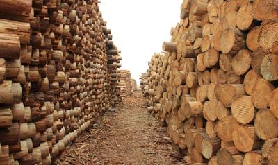 天津港进口非洲木材如何轻松报关