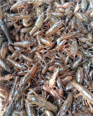 湖北潜江小龙虾 养殖龙虾的方法 养虾怎么养