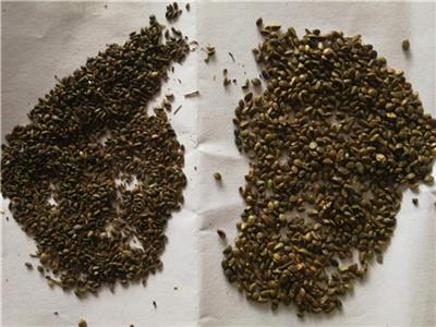 紫丹参高垄覆膜高效种植关键技术
