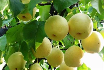 批发供应1-5公分的品种梨树苗