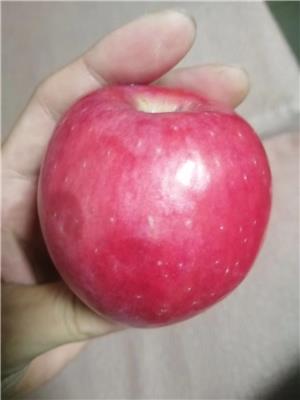 4公分苹果树优良
