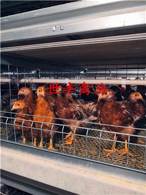 京粉蛋鸡青年鸡 海兰褐青年鸡出售 罗曼灰育成鸡出售 京红脱温鸡