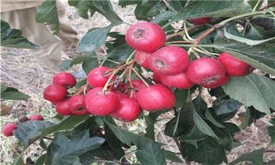 欢迎：出售甜红籽山楂树苗、3公分山楂树苗品种简介品种简介